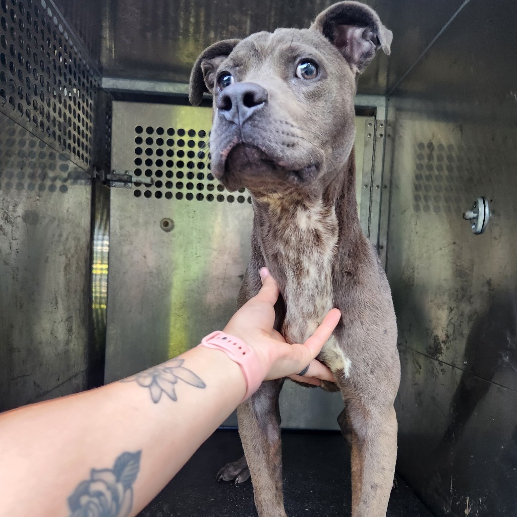 Pit Bull