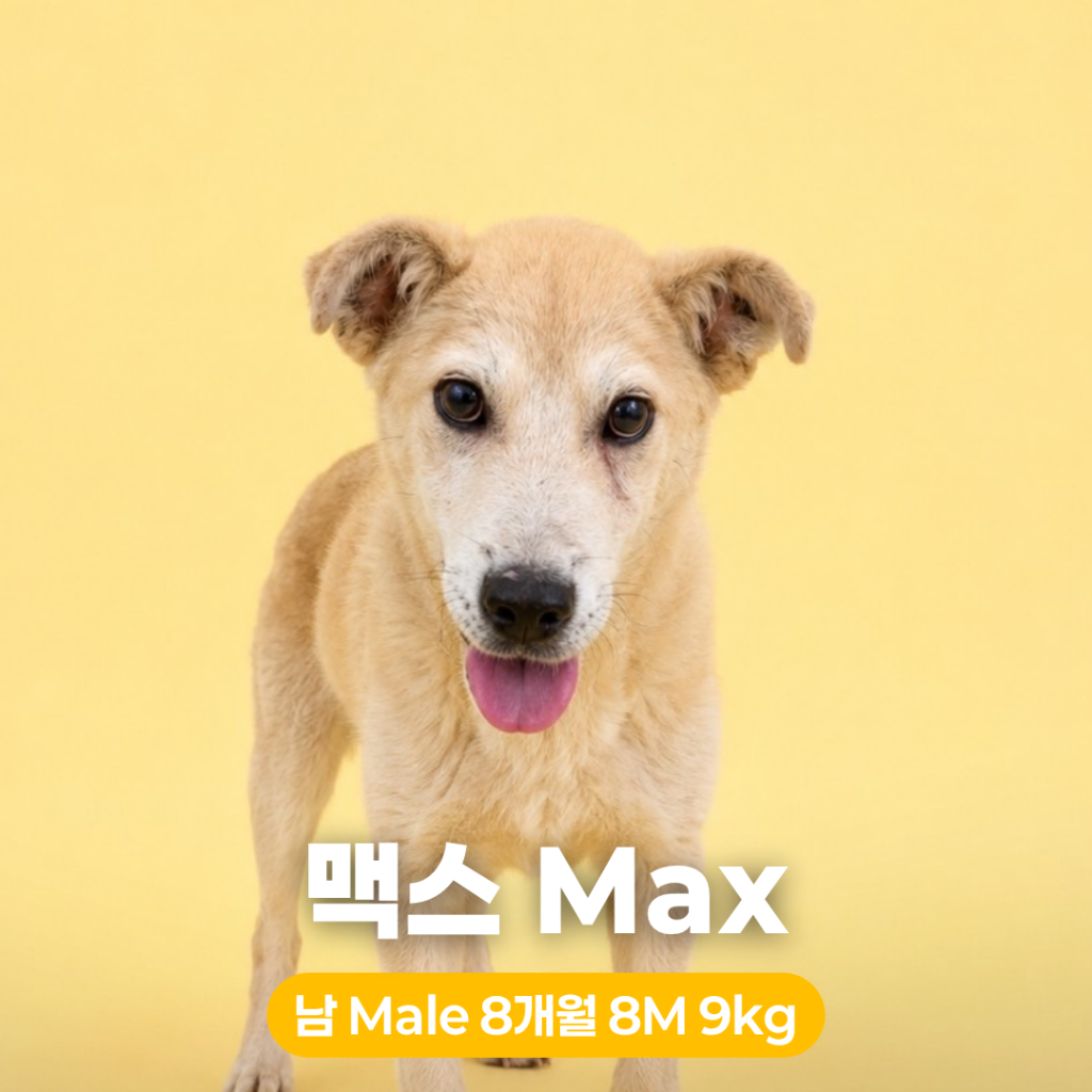 Korean Jindo