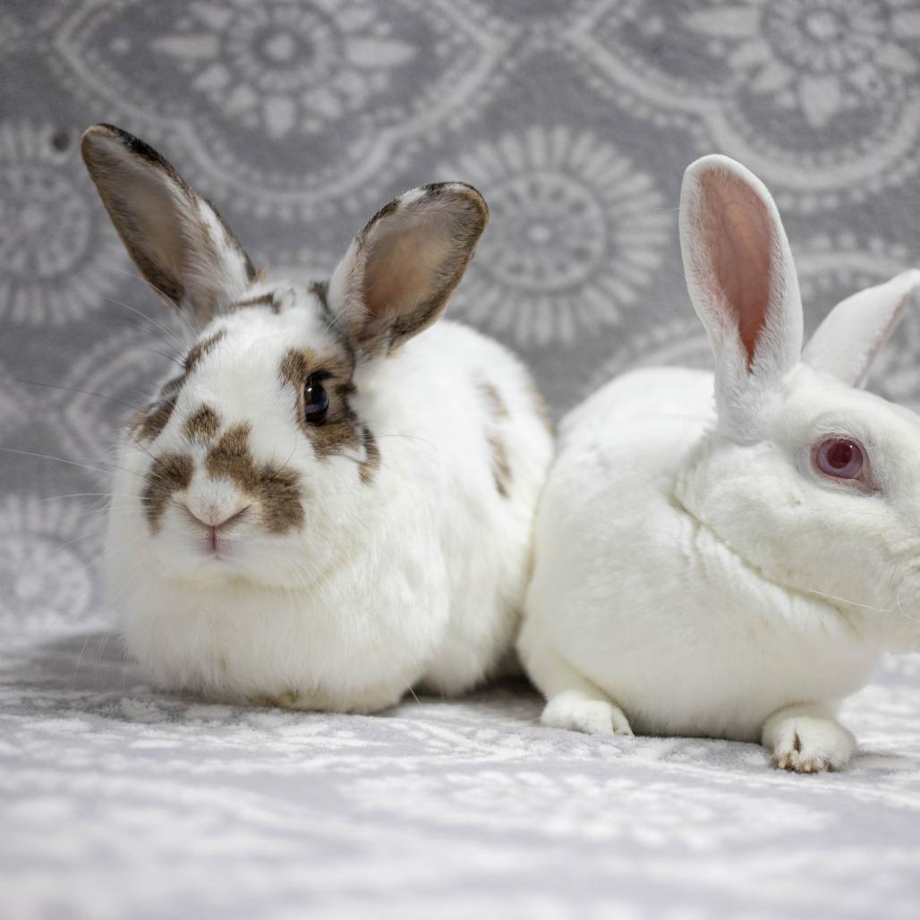 Ms Ribbit Camilo (bonded to Ms. Peep), Rex, Mini for adoption in San Diego, CA ...