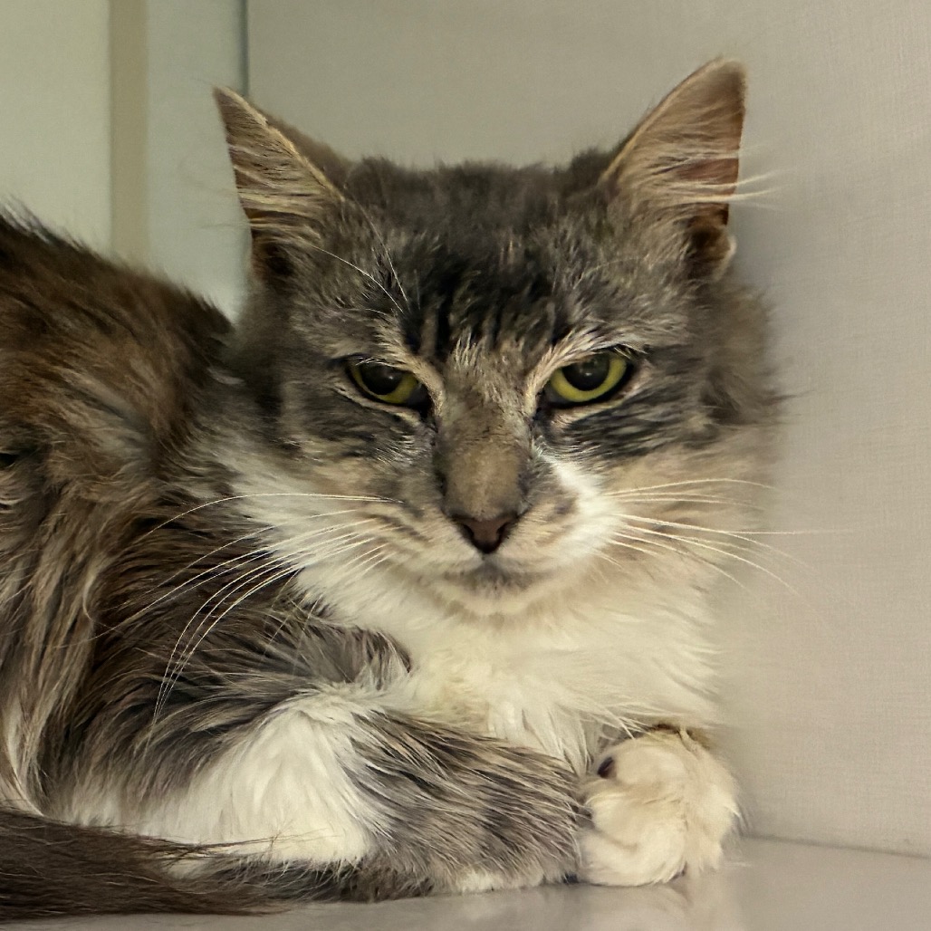 Regalia - Domestic Shorthair