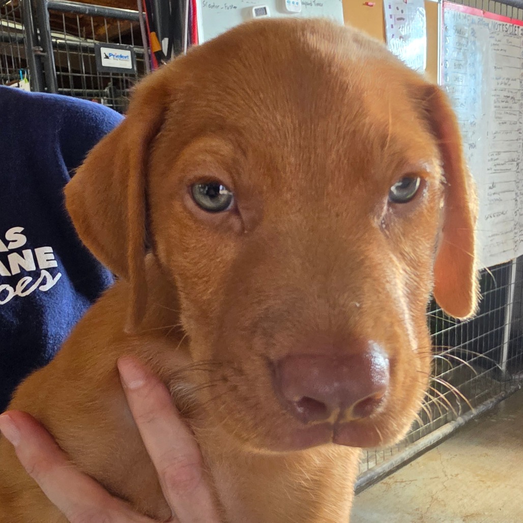 Mixed Breed