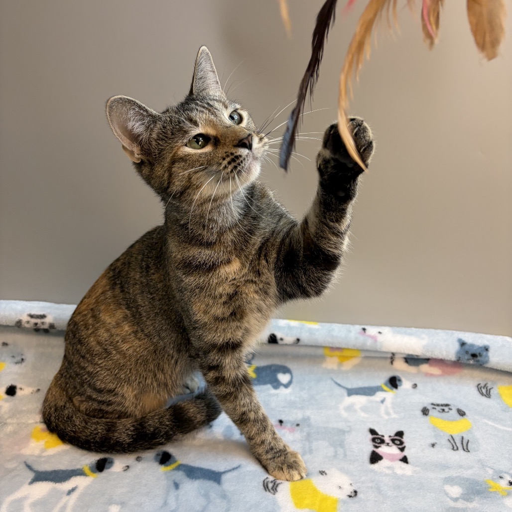 MARMALADE - Domestic Shorthair available for adoption