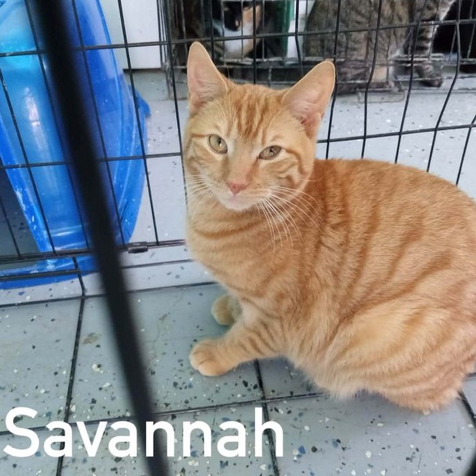 Savannah, photo 3