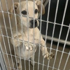 Kennel#31's preview photo