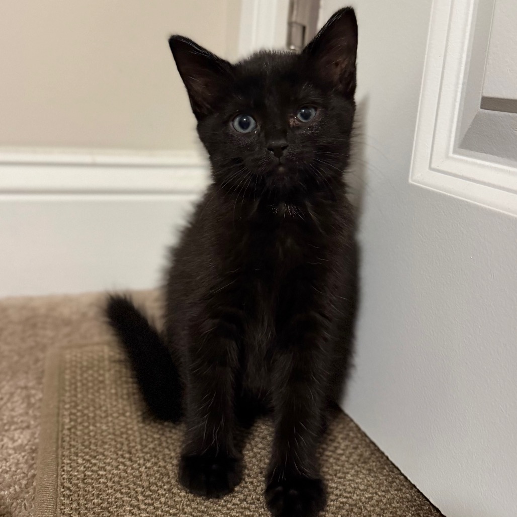 LINCOLN - Domestic Shorthair available for adoption