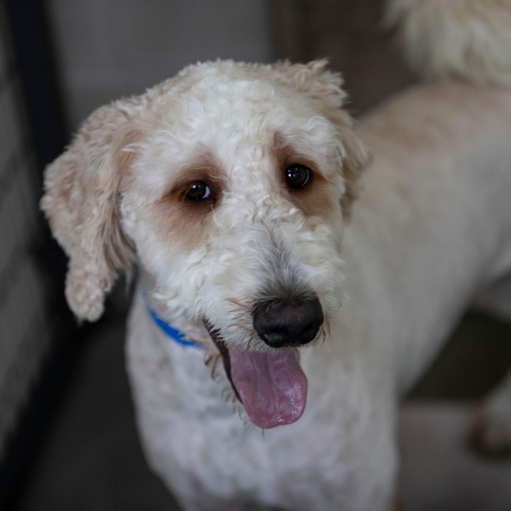 CURLY (AG26-209) - Goldendoodle available for adoption
