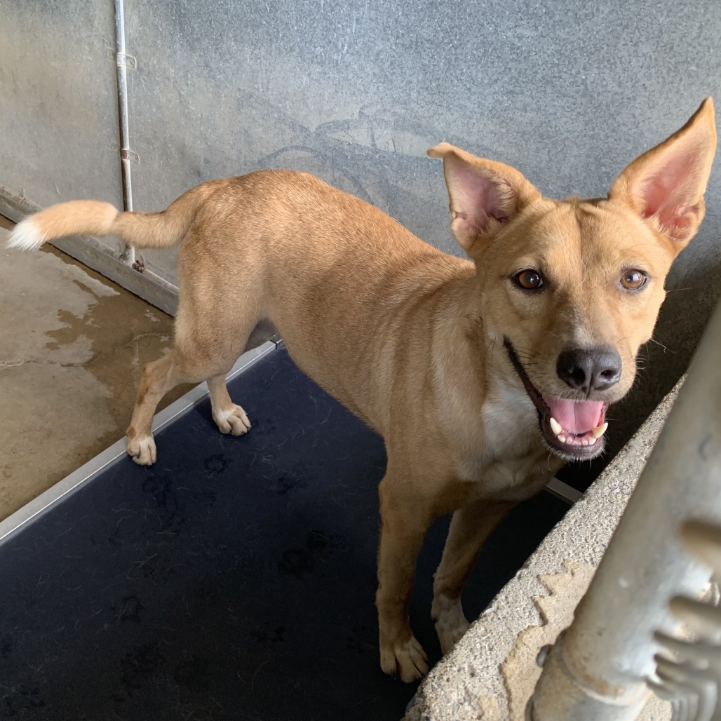 JENEVA - Shepherd available for adoption