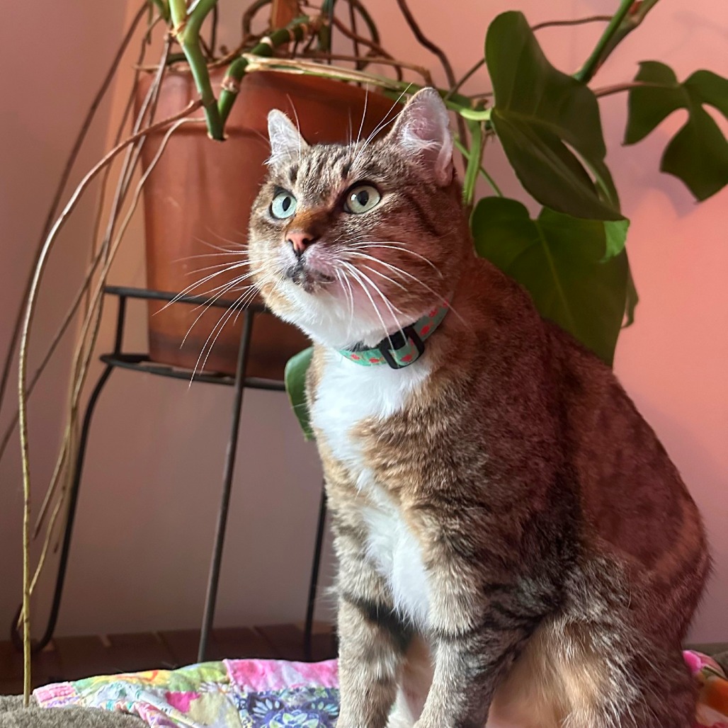 Luna — thumbnail 4