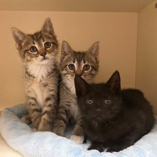 LITTLE OSHA - Domestic Shorthair available for adoption