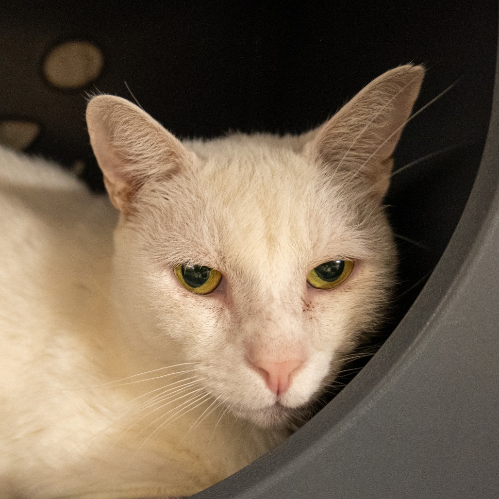 SIR BLANCO - Domestic Shorthair available for adoption