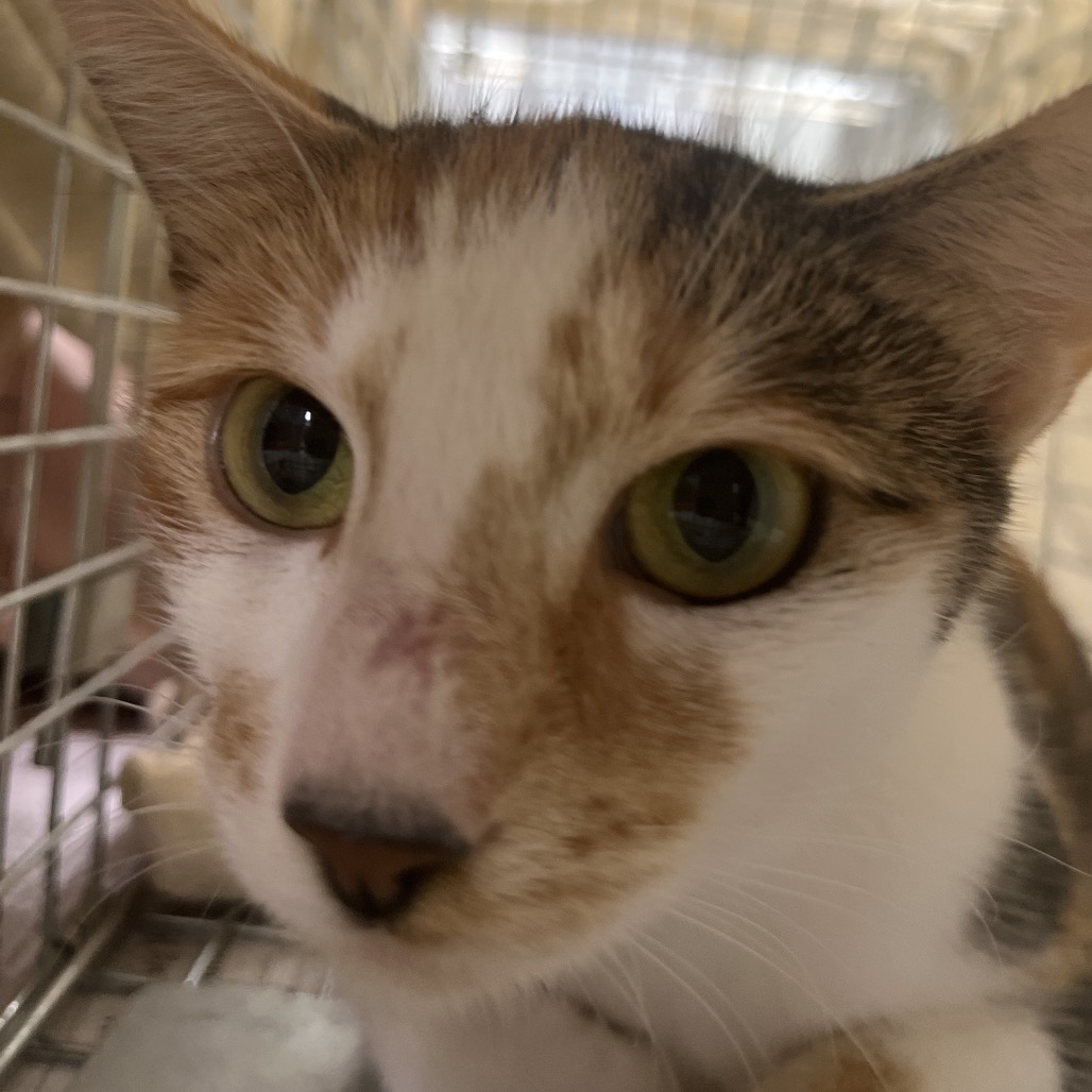 JOANNE (FKA AS STARK MOMMA) - Domestic Shorthair available for adoption