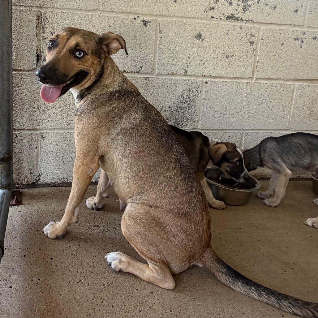MONROE - Terrier, Pit Bull / Mixed Breed (Medium) available for adoption