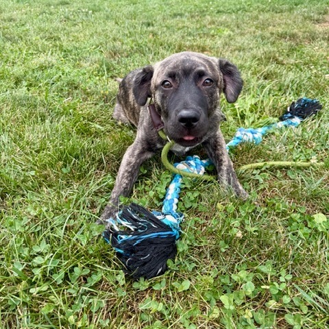GOAT - Terrier, Pit Bull / Mix available for adoption