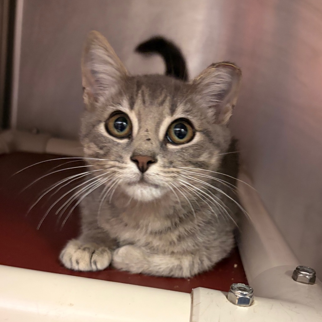 TOSHI - Domestic Shorthair available for adoption