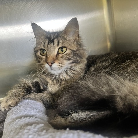 BABETTE - Domestic Medium Hair available for adoption