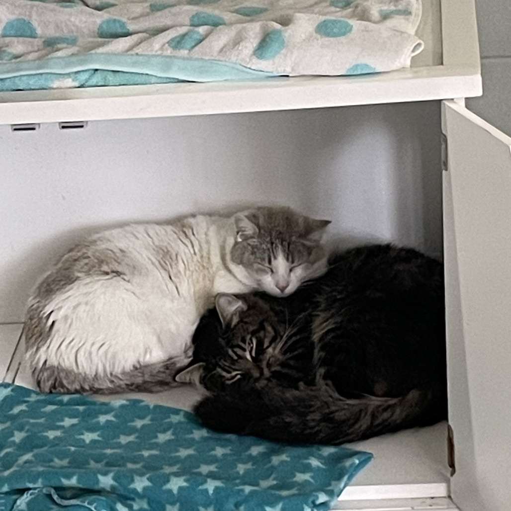 Shane — thumbnail 3