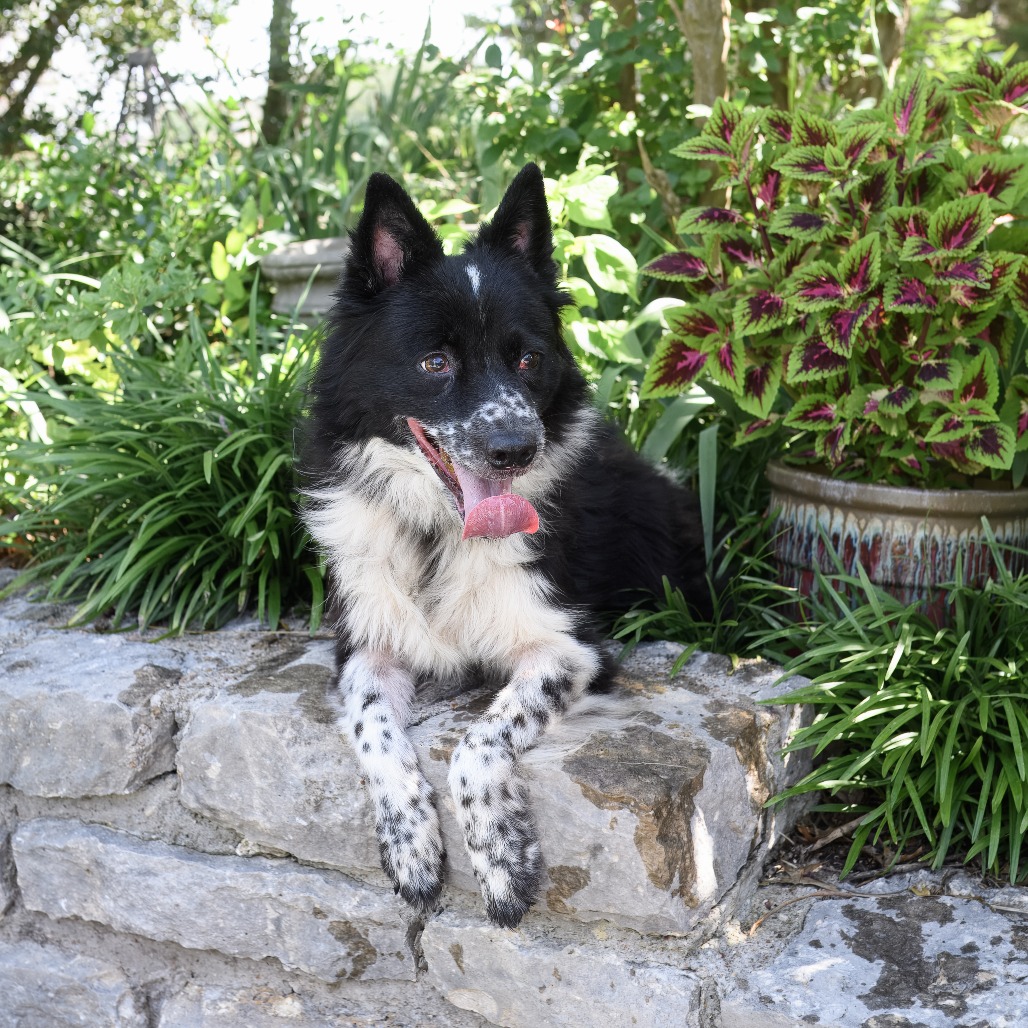 Photo of Tipper