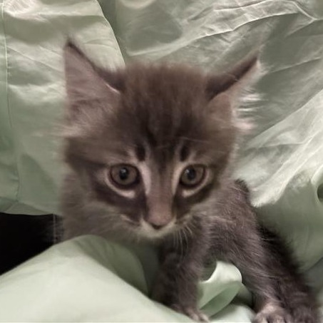 FINCH - Domestic Shorthair available for adoption