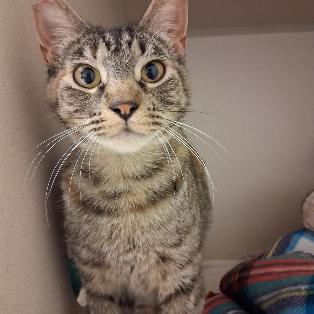 Valentina - Domestic Shorthair/Domestic Shorthair