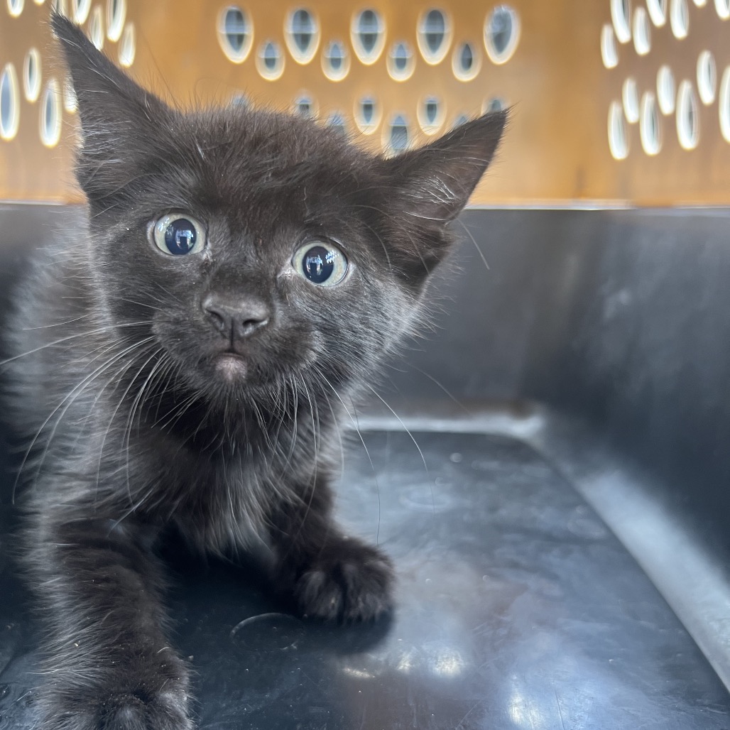 Tarzan, an adoptable cat at SPCA-BC