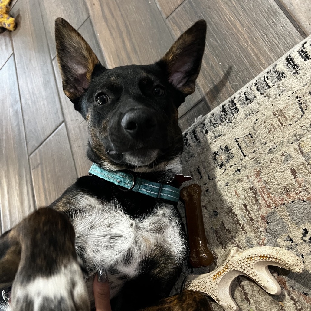 Buckee, photo 14