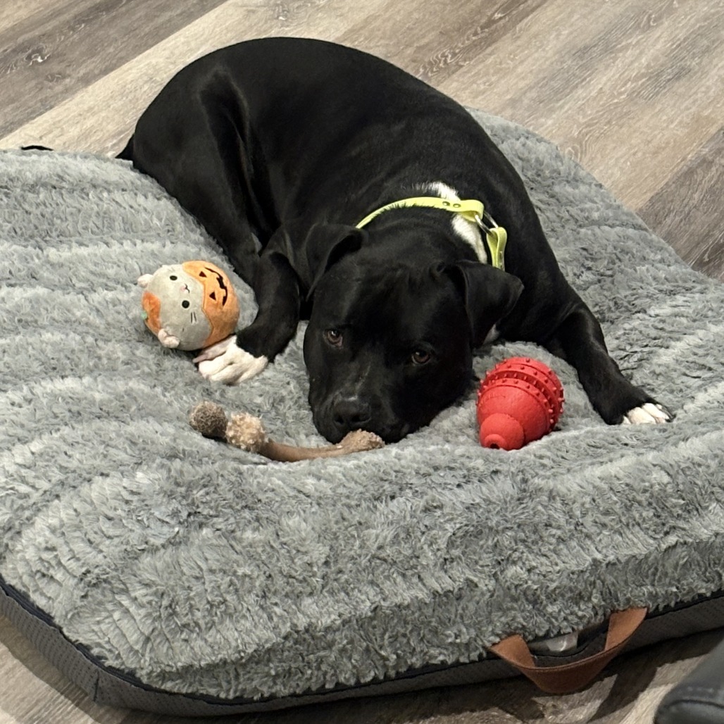 Sarge, photo 10