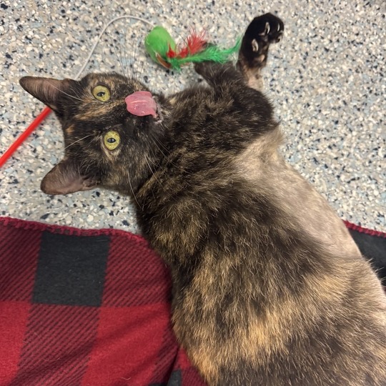 CHILI - Domestic Shorthair available for adoption
