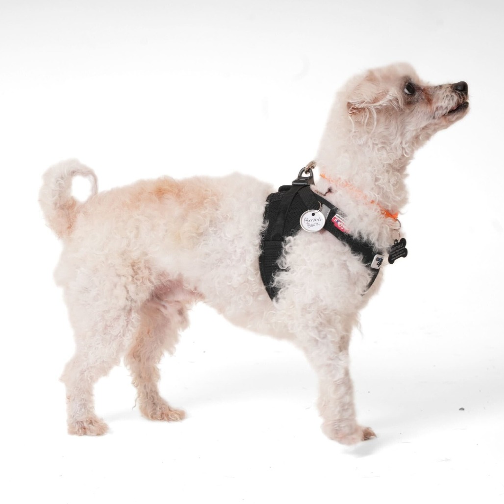 Almond Bark 13863 — thumbnail 4