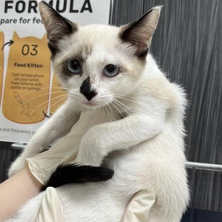 DAISY MAE - Domestic Shorthair available for adoption