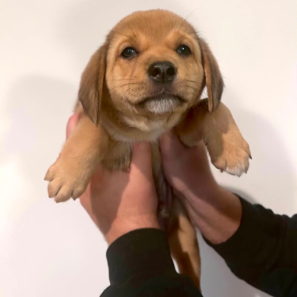 Caramel