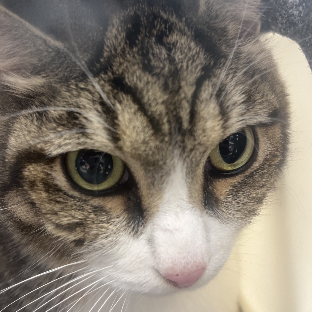WHISKEY - Domestic Shorthair available for adoption