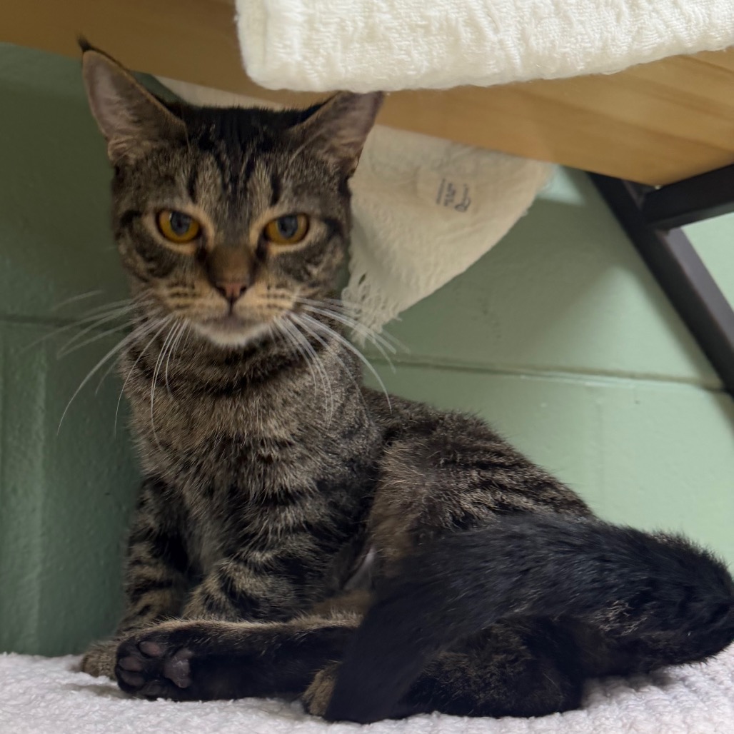Yzma, photo 16