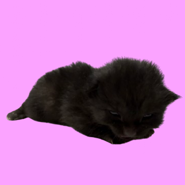  Photo of TUSC-Stray-79950_2_3