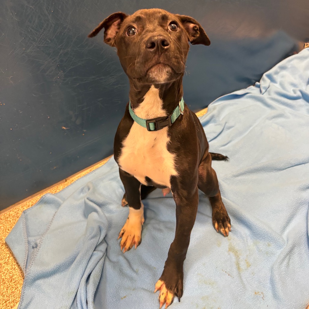 MJ - Mixed Breed (Medium) available for adoption