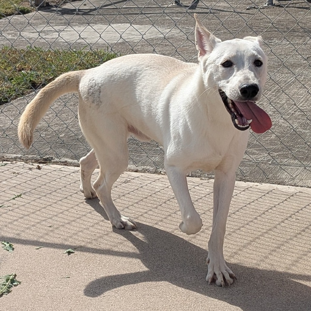 BLITZ - Shepherd available for adoption