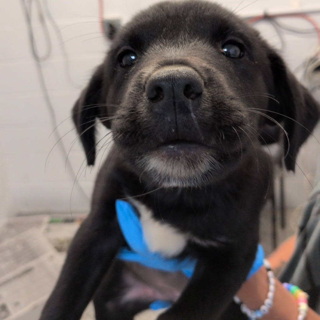 APPLE FRITTER - Retriever, Labrador / Collie available for adoption