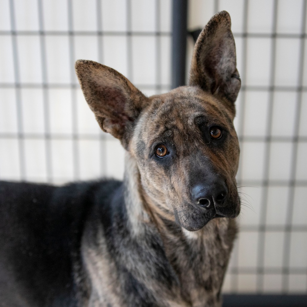 LUCIA (S26-108) - Shepherd, German / Mix available for adoption