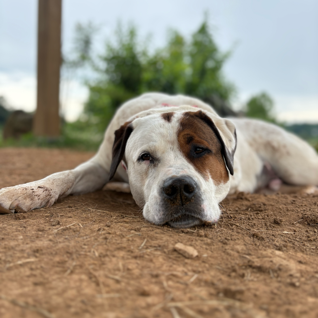 Bandito, photo 11