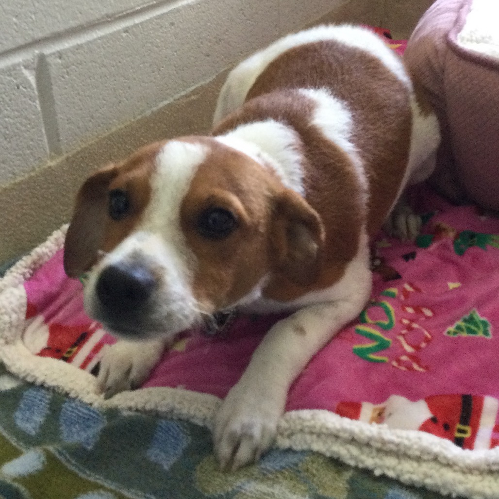 BOOTS - Beagle available for adoption