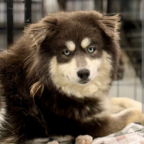 Mixed Breed