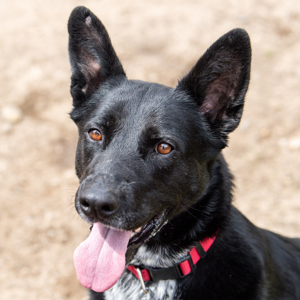 Mixed Breed
