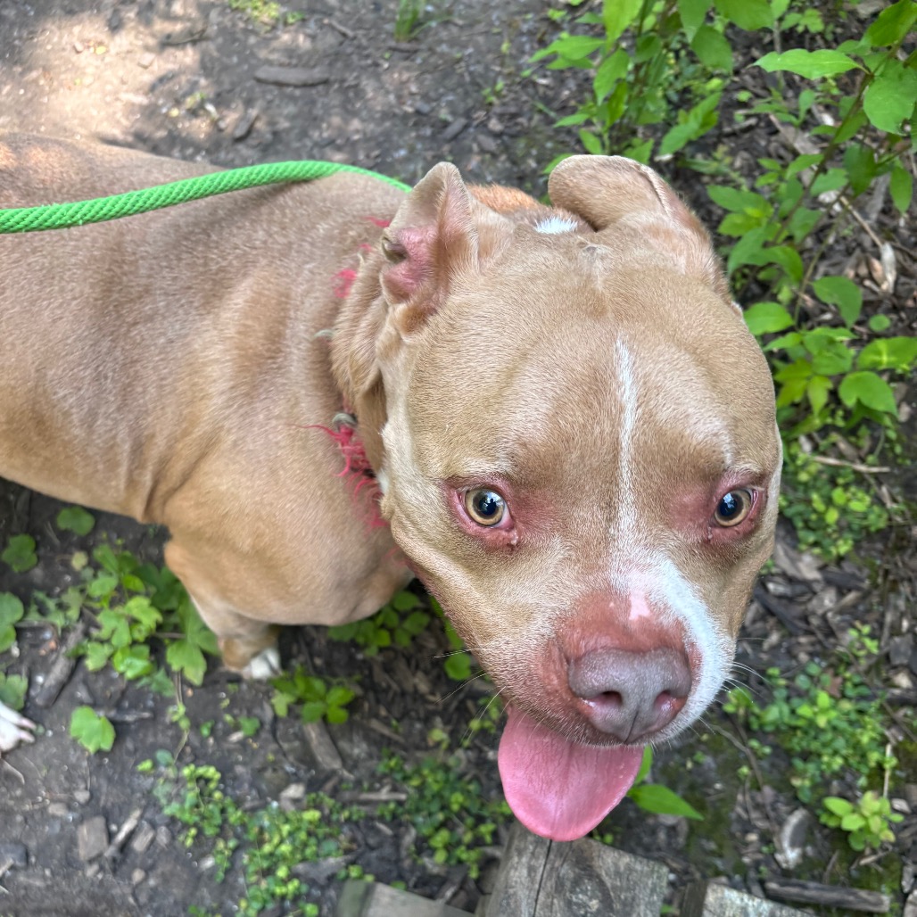 Buddha-Foster — thumbnail 3