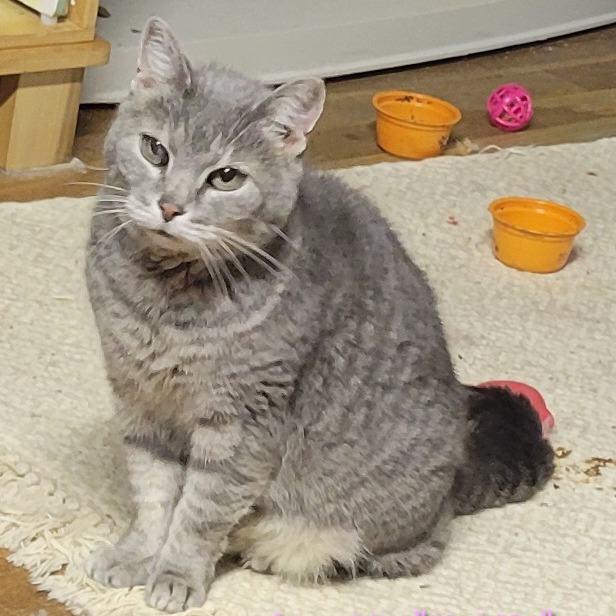 Annette (only kitty!) Felv Positive, an adoptable cat