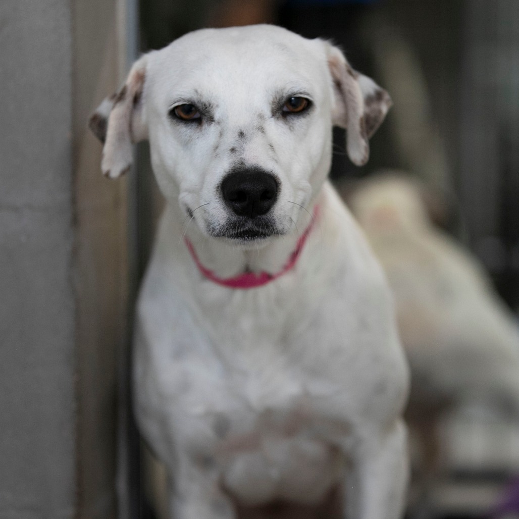 MIALEE (AG26-106) - Mixed Breed (Medium) available for adoption