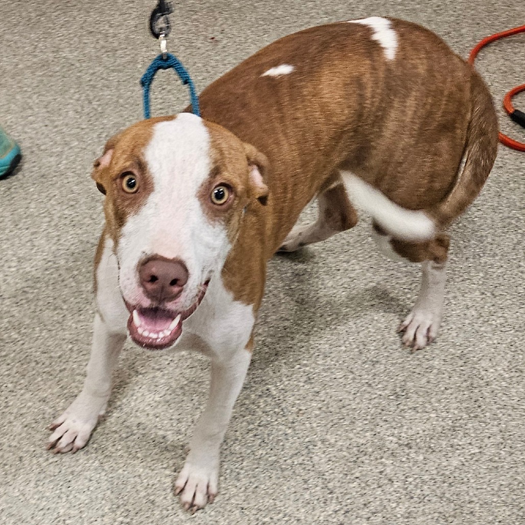 HOUND - Mixed Breed (Medium) available for adoption
