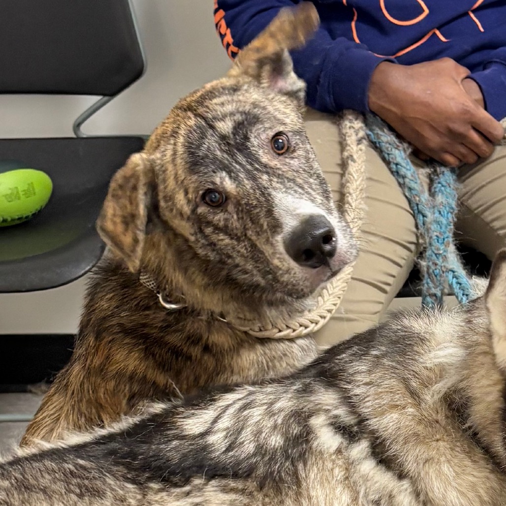 Fazo — thumbnail 2