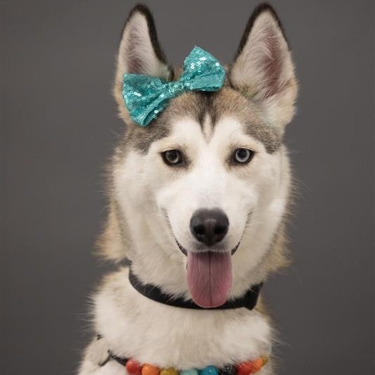 Pawdrey Hepburn, photo 3