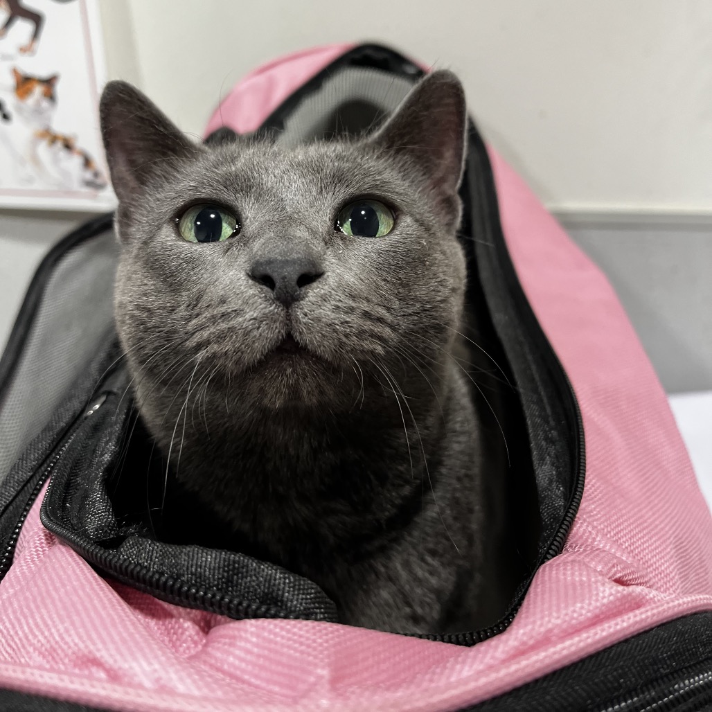 Remi — thumbnail 5