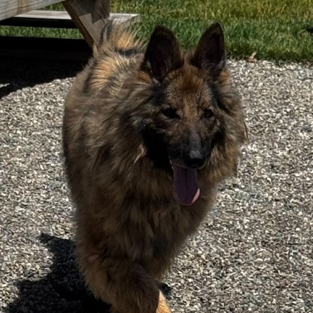 Frieda