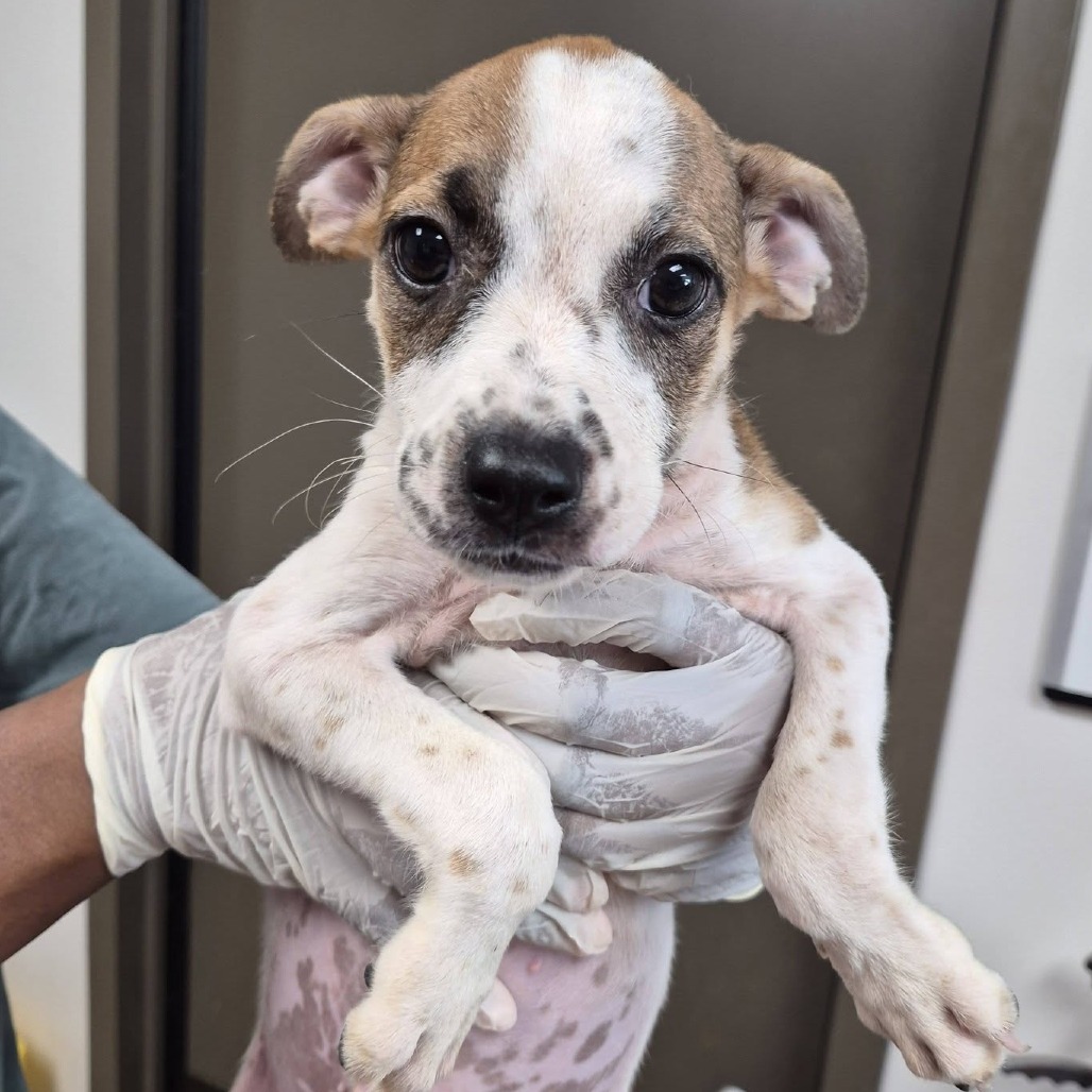 CINNAMON TWIST - Queensland Heeler / Boxer available for adoption